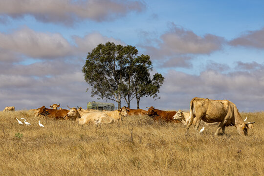 View of a herd of cows grazing in a dry, grassy field with a large tree and white egrets under a cloudy sky in Alentejo, Portugal.
