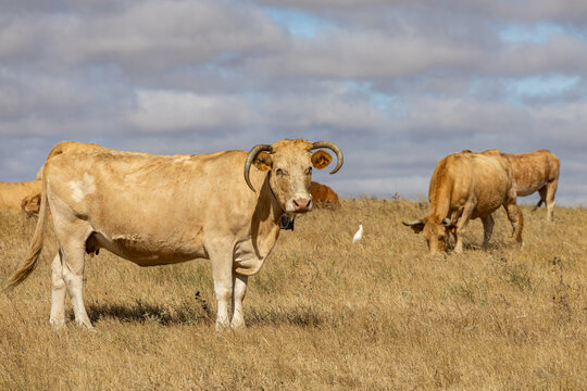 View of a horned cow standing in a dry grassy field with other cows grazing in the background under a cloudy sky in Alentejo, Portugal.