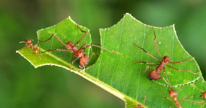 Leaf cutter ants (Atta sp.) cutting leaves. In the rainforest understory, Napo province, Ecuador. The leaf sections are carried back to the nest and used to grow a fungus upon which the ants feed.