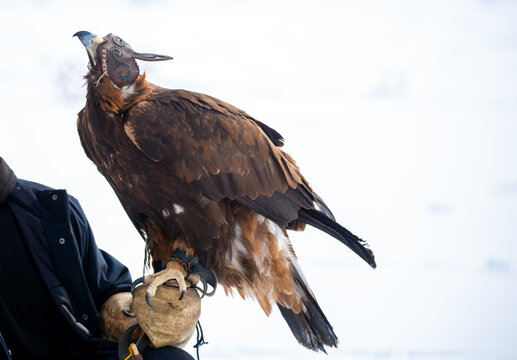 Golden eagle wearing a traditional leather hunting hood and perched on a falconry glove, representing Kazakh eagle hunting and the ancient nomadic tradition of falconry.