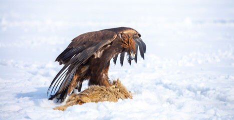 Fototapeta premium Golden eagle in snow during falconry training, perched on a traditional fur lure in a winter landscape, showcasing the power and beauty of a trained bird of prey.