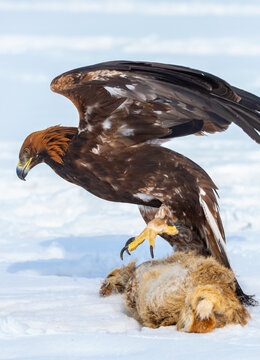 A bird of prey hunts its prey. A large eagle caught a fox against a backdrop of snow. Falconry. Berkutchi. A national tradition of Asia. A golden eagle sits in the snow, clinging to its prey.