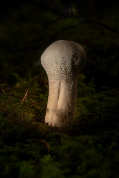 White puffball mushroom growing among green moss on a dark forest floor in dramatic natural light
