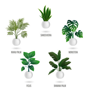 Potted houseplants isolated on a transparent background
