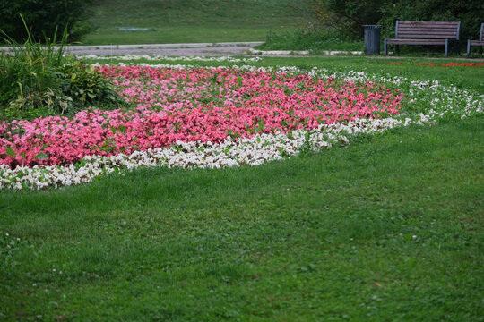 Colorful flowers thrive in well maintained flower bed bordered with new mulch