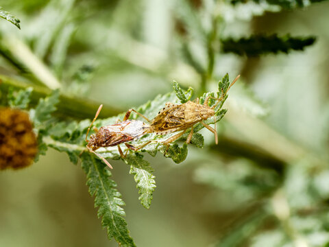 Accouplement de punaises Stictopleurus abutilon, famille des Rhopalidae, sur une plante dans le Jura