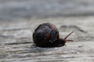 snail on a Picnic Table © Lauren