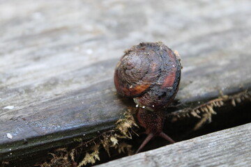 Snail on Picnic Table  © Lauren