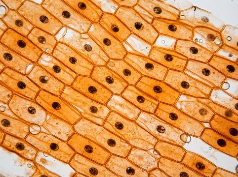 Microscopic view of onion epidermis plant cells showing distinct cell walls, clear cytoplasm, and dark circular nuclei stained orange for biological education and.