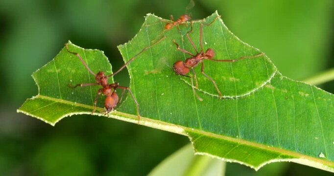 Leaf cutter ants (Atta sp.) cutting leaves speeded up, Napo province, Ecuador. The leaf sections are carried back to the nest and used to grow a fungus upon which the ants feed.