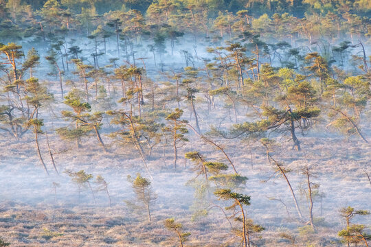 Misty Morning Pine Trees in Schwarzes Moor, Rh&ouml;n &ndash; Ethereal Bog Landscape at Sunrise