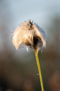 Frost Covered Seed Head with Dew Drops Backlit by Morning Light &ndash; Delicate Winter Nature Macro