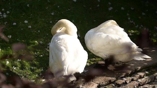 Two white swans preening and cleaning their feathers outdoors. Natural waterfowl behavior, plumage care and peaceful wildlife scene in sunlight.