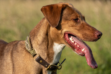 Happy Brown Dog Panting Outdoors with Tongue Out, Side Profile Portrait in Natural Light © Thorsten