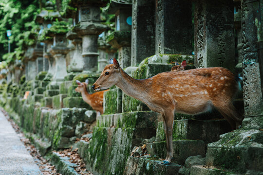 Wild sika deer roaming freely in Nara Park, Japan, surrounded by ancient forest and historic stone lanterns.