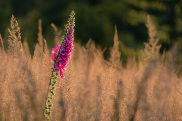 Foxglove Flower Blooming Among Golden Grass at Sunset - Wild Summer Meadow Nature Photography © Thorsten