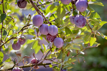 Sunlit plums growing on a tree in the garden. © OLENA PANASIUK