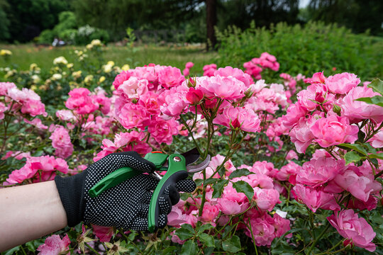 Close up shot of gardener's gloved hand holding pruners near beautiful pale pink bush roses outdoors