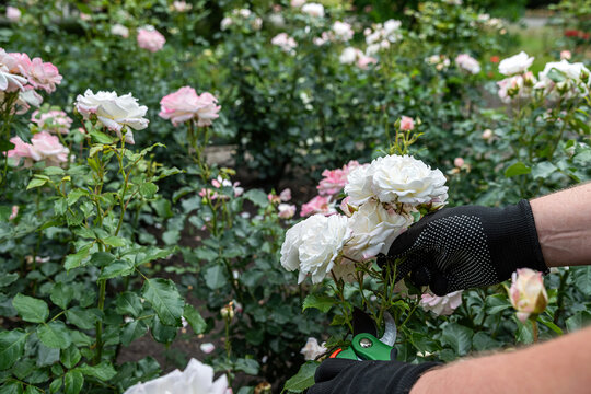 Close-up of texture and color: Pruning shears near delicate pink petals on a blooming rose bush