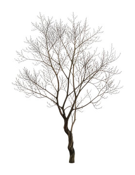 Leafless tree PNG on transparent background, isolated botanical silhouette