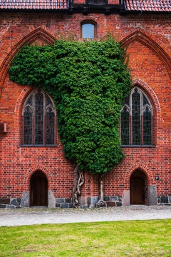 Malbork, Poland - 23 March 2026: View of a historic red brick wall of Malbork Castle covered with lush green ivy, featuring pointed arched windows and wooden doors.
