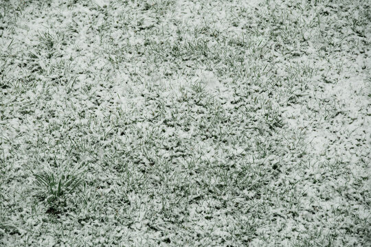 Green grass covered with the first snow. The contrast of fresh greenery and white snow cover, winter nature, cold weather, seasonal background.
