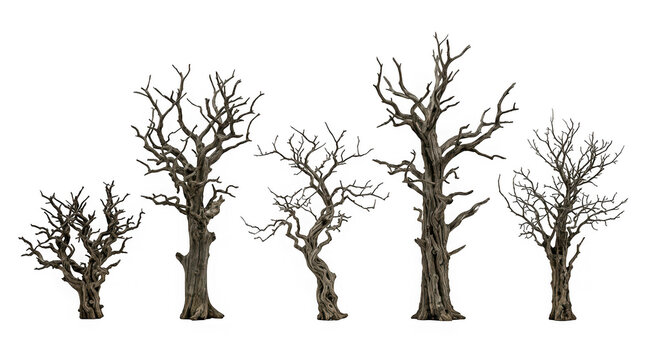 Collection of five bare leafless trees with twisted branches isolated on transparent background