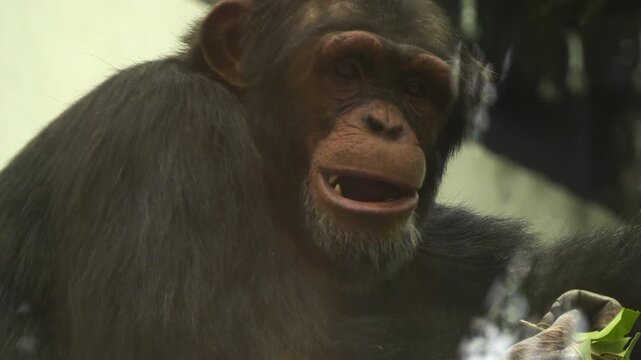 Close-Up of a Young Chimpanzee Eating a Green Leaf in a Lush Habitat
