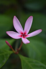 Obraz premium Pink Kopsia (Kopsia fruticosa) Flower and Bud, Kelaniya, Sri Lanka.