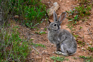 European rabbit, coney // Wildkaninchen (Oryctolagus cuniculus) - Andalusia, Spain © bennytrapp