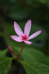Fototapeta premium Pink Kopsia (Kopsia fruticosa) Flower and Bud, Kelaniya, Sri Lanka.