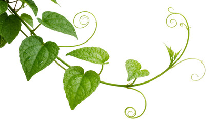 Green heart-shaped leaves with water droplets and curly tendrils, isolated on transparent background © James