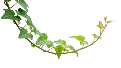 Green ivy vine with textured leaves, isolated on transparent background © James