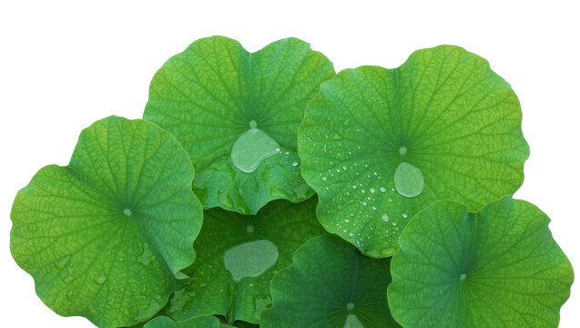 Group of vibrant green lotus leaves with water droplets, isolated on transparent background