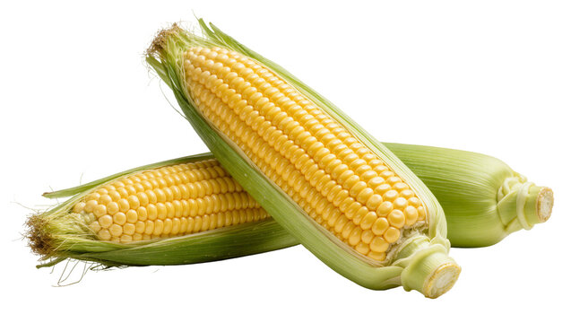 Two fresh yellow corn ears with green husks, isolated on transparent background