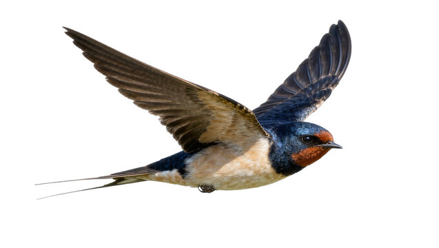 Barn swallow bird with outstretched wings, isolated on transparent background
