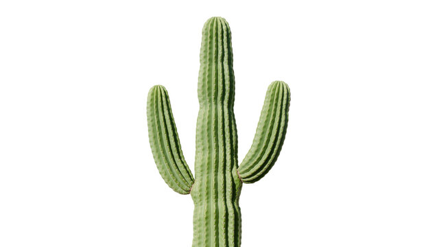 Tall green saguaro cactus with three arms, isolated on transparent background