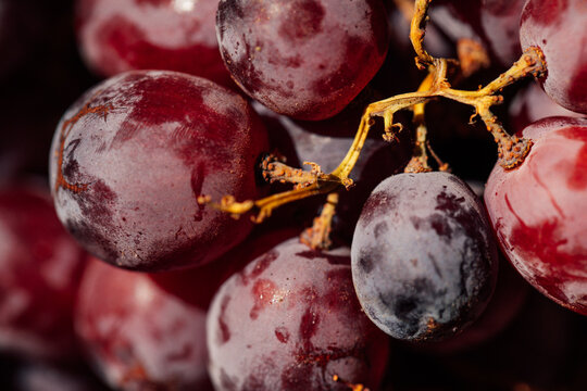 close up of red grapes on the vine