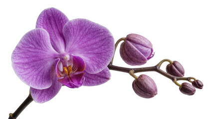 Obraz premium Purple orchid flower with unopened buds on stem, isolated on transparent background