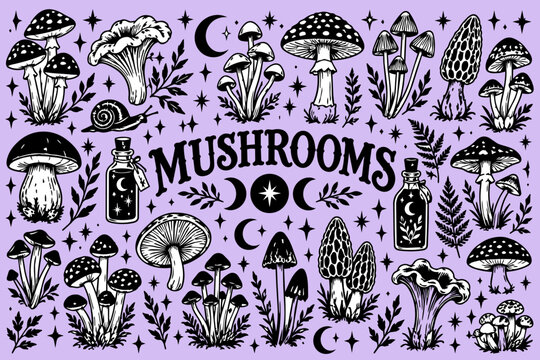 Mushroom illustration set. Magical shroom vector set. Vintage collection of herbal woodland ingredients for design. 