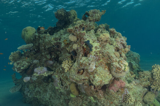 Coral reef and water plants in the Red Sea, Eilat, Israel
