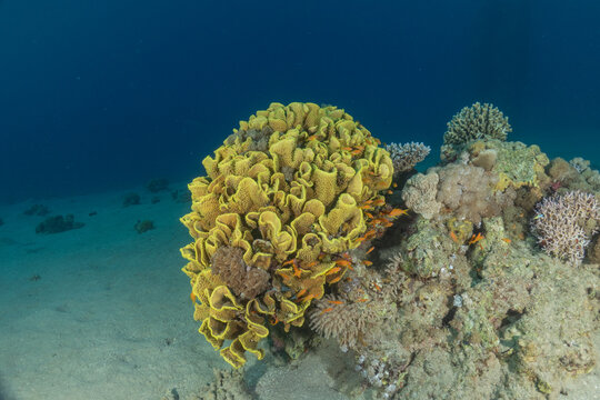 Coral reef and water plants in the Red Sea, Eilat, Israel
