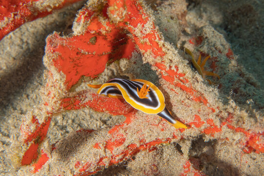 Nudibranch Sea Slug in the Red Sea, Colorful and beautiful, Eilat, Israel
