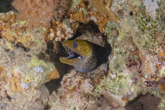 Moray eel Mooray lycodontis undulatus in the Red Sea, Eilat Israel
