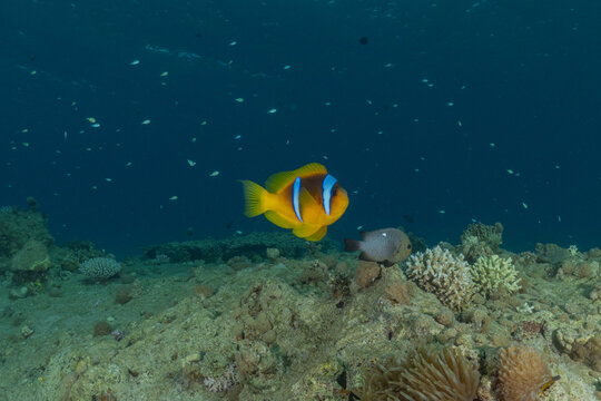 Clownfish anemonefish in the Red Sea. Colorful and beautiful, Eilat, Israel

