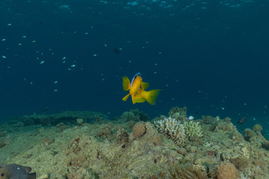 Clownfish anemonefish in the Red Sea. Colorful and beautiful, Eilat, Israel
