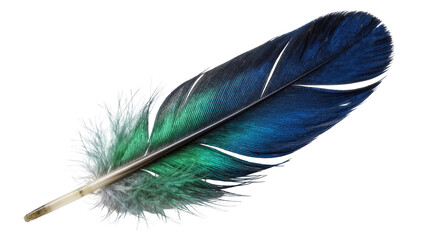 Iridescent blue and green bird feather with soft downy base, isolated on transparent background © James