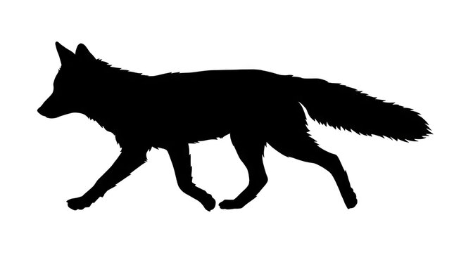 Black fox silhouette walking in profile view.
