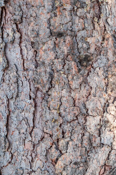 Bark texture and background of a old fir tree trunk. Detailed bark texture. Natural background