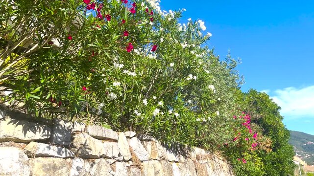 Oleander bushes blooming on stone wall. Mediterranean garden landscaping design trends. Beautiful sunny day resort lifestyle.